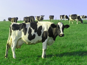 Dairy Cows in Appalachian Country Image